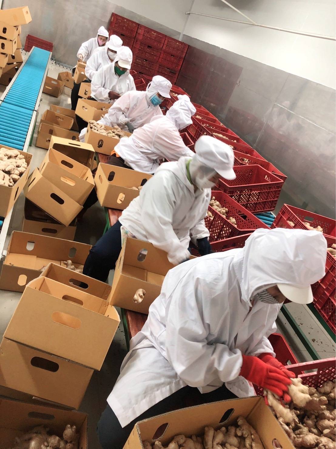 Fresh ginger sorting and processing facility in Thailand