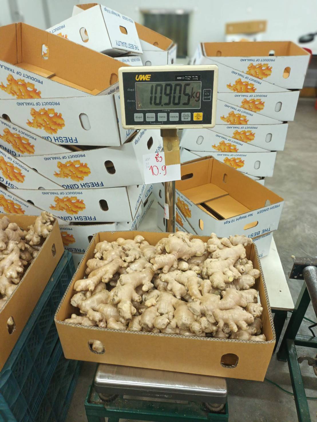 Wholesale fresh ginger weighing and export packing Thailand