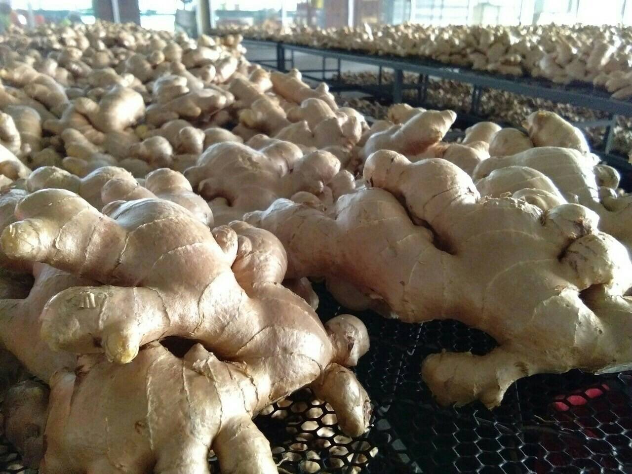 Fresh Thai mature ginger roots for export
